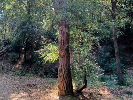 Preocupació del veïnat de Montcerdà del Bosc pel risc d'incendi